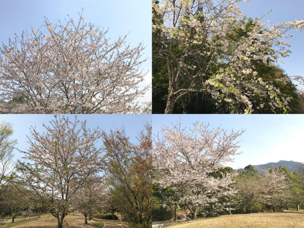 2018-04-04 香川用水記念公園